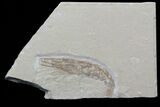 Cretaceous Fossil Shrimp Carpopenaeus - Lebanon #40475-1